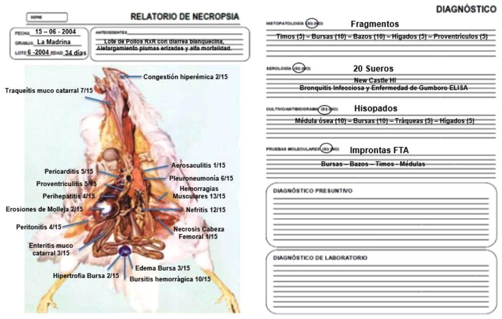 Sistema integral de evaluación de lesiones a la necropsia - SIEN - Image 18