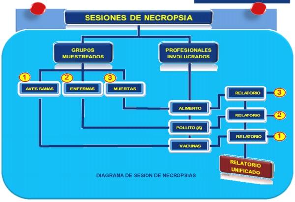 Sistema integral de evaluación de lesiones a la necropsia - SIEN - Image 7