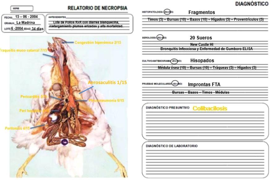 Sistema integral de evaluación de lesiones a la necropsia - SIEN - Image 22