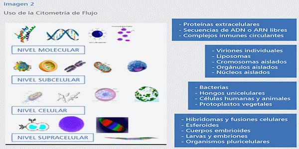 Biotecnología: una arma eficaz ante el reto del vPRRS (Parte II) - Image 5