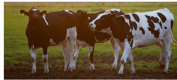 Cómo Evaluar Ingredientes: Energía Para Vacas Lecheras (Nutrientes Digeribles Totales Vs. Energía Neta Para Lactancia) - Image 1