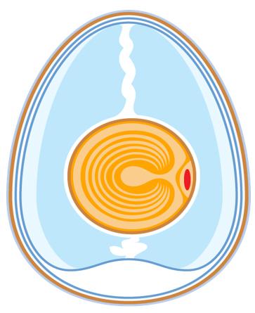 Fertilización y mortalidad embrionaria. ¿Cuál es la relación? - Image 5