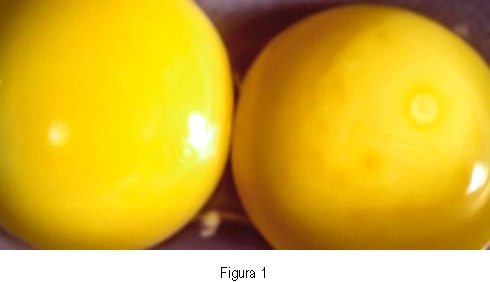 Fertilización y mortalidad embrionaria. ¿Cuál es la relación? - Image 3