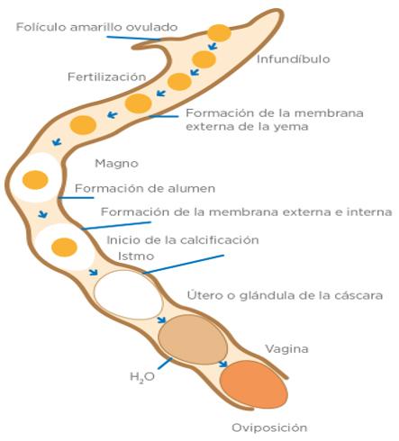 Fertilización y mortalidad embrionaria. ¿Cuál es la relación? - Image 2