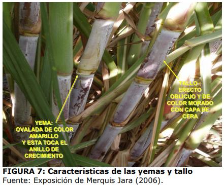 Técnica para la identificación de variedades y especies de caña de azúcar - Image 7