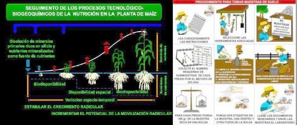 Manejo Soil4+ en el cultivo del maíz - Image 13