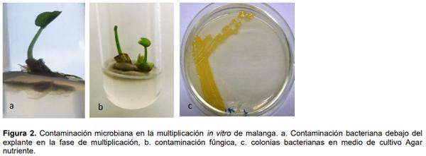 Influencia de la edad fisiológica de la planta donante sobre contaminantes microbianos en la micropropagacion de Colocasia Esculenta (l.) Schott - Image 2
