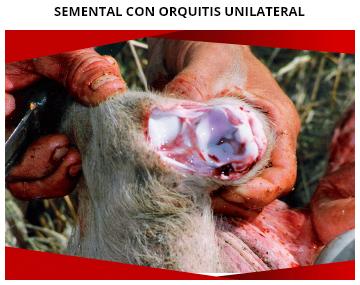 Erisipela porcina la enfermedad olvidada - Image 3