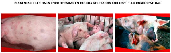 Erisipela porcina la enfermedad olvidada - Image 1