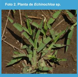 Manejo agronómico de adversidades bióticas en el cultivo de soja (Glycine max L.) en el norte de la provincia de Buenos Aires. - Image 2