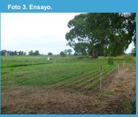 Manejo agronómico de adversidades bióticas en el cultivo de soja (Glycine max L.) en el norte de la provincia de Buenos Aires. - Image 3