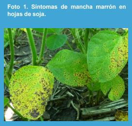 Manejo agronómico de adversidades bióticas en el cultivo de soja (Glycine max L.) en el norte de la provincia de Buenos Aires. - Image 1