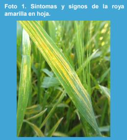 Manejo de la roya amarilla causada por Puccinia striiformis en trigo (Triticum aestivum L.) bajo diferentes niveles de fertilización nitrogenada en el norte de la provincia de Buenos Aires. - Image 1