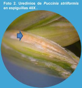 Manejo de la roya amarilla causada por Puccinia striiformis en trigo (Triticum aestivum L.) bajo diferentes niveles de fertilización nitrogenada en el norte de la provincia de Buenos Aires. - Image 2