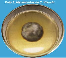 Asociación entre la presencia de Cercospora kikuchii en plantas de soja (pecíolo), con la presencia del patógeno en las semillas en laboratorio. - Image 4