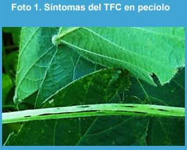 Asociación entre la presencia de Cercospora kikuchii en plantas de soja (pecíolo), con la presencia del patógeno en las semillas en laboratorio. - Image 1