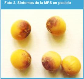 Asociación entre la presencia de Cercospora kikuchii en plantas de soja (pecíolo), con la presencia del patógeno en las semillas en laboratorio. - Image 2