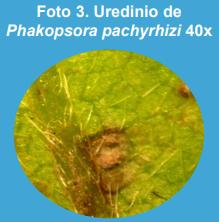 Primer informe de supervivencia de invierno de Phakopsora pachyrhizi en kudzu (Pueraria lobata), en la provincia de Buenos Aires, Argentina. - Image 3