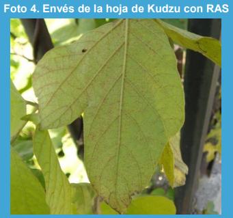 Primer informe de supervivencia de invierno de Phakopsora pachyrhizi en kudzu (Pueraria lobata), en la provincia de Buenos Aires, Argentina. - Image 4