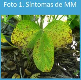 Evaluación del momento de aplicación de fungicidas foliares sobre el desarrollo de la “mancha marrón’’ de la hoja, causada por Septoria glycines en soja. - Image 1
