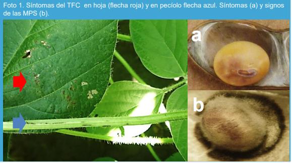 Relación entre la severidad de los síntomas del tizón foliar por Cercospora en el pecíolo y la incidencia de la mancha púrpura en las semillas causadas por Cercospora kikuchii en soja en la Argentina. - Image 1