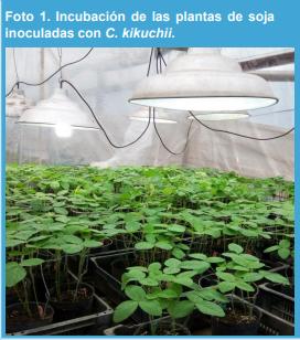 Métodos de inoculación de Cercospora kikuchii en soja (Glycine max L.) bajo condiciones contraladas en invernáculo. - Image 2