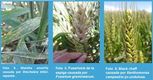 Diagnóstico y análisis de la evolución temporal de las enfermedades en diferentes cultivares de trigo (Triticum aestivum L. MERR.) en la localidad de Junín, Buenos Aires. - Image 4