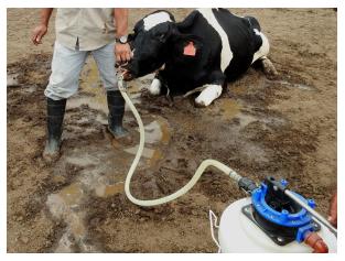 Efecto de la Disminución de Fibra en la Dieta de Vacas Lecheras Preparto sobre la Salud Animal y la Performance Productiva - Image 4