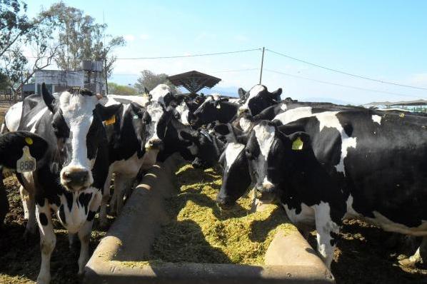 Efecto de la Disminución de Fibra en la Dieta de Vacas Lecheras Preparto sobre la Salud Animal y la Performance Productiva - Image 1