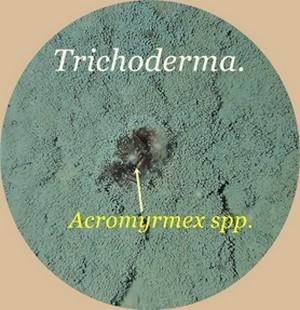 Breve informe acerca del control de hormigas de los géneros Atta. y Acromyrmex. Mediante el uso de Trichoderma sp y Beauveria bassiana - Image 7