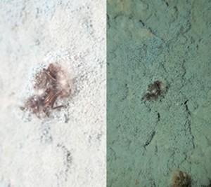 Breve informe acerca del control de hormigas de los géneros Atta. y Acromyrmex. Mediante el uso de Trichoderma sp y Beauveria bassiana - Image 6
