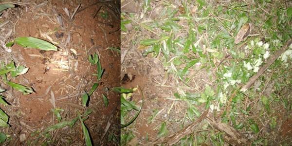 Breve informe acerca del control de hormigas de los géneros Atta. y Acromyrmex. Mediante el uso de Trichoderma sp y Beauveria bassiana - Image 4