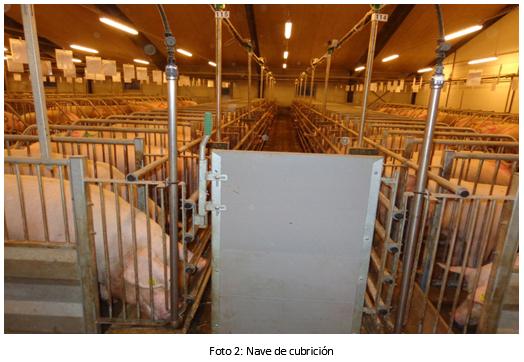 Instalaciones en las granjas de reproductoras - Image 7