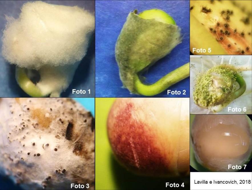 Consecuencia de los factores climáticos adversos sobre la calidad de la semilla de soja en la zona núcleo - Image 5