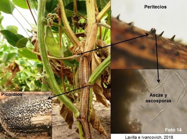 Consecuencia de los factores climáticos adversos sobre la calidad de la semilla de soja en la zona núcleo - Image 10