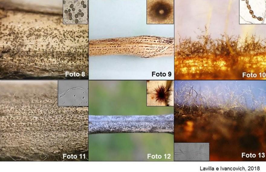 Consecuencia de los factores climáticos adversos sobre la calidad de la semilla de soja en la zona núcleo - Image 8