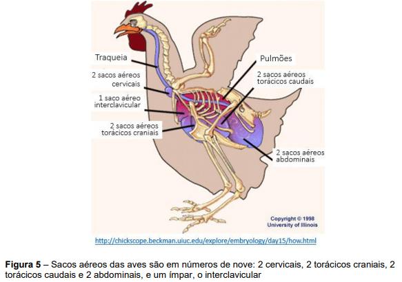 Estructura de la industria avícola de postura comercial y patologías respiratorias que la afectan - Image 5