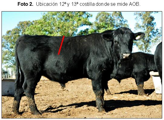 Evaluación de la calidad carnicera en toros Puro Controlados de la Cabaña AnGus de la Facultad de Ciencias Agropecuarias de la Universidad Nacional de Córdoba. - Image 9