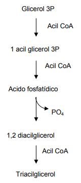 Metabolismo de lipidos - Image 10