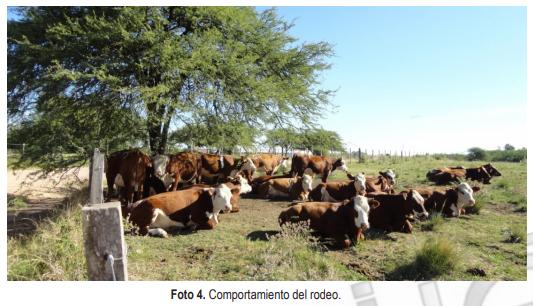 Bonsmara-Hereford: una cruza que promete mayor adaptación al estrés térmico al Norte del Uruguay - Image 8