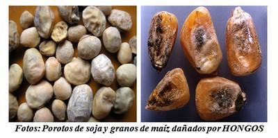 “Hongos” que afectan al poroto de soja y grano de maíz y su implicancia en la salud animal - Image 1