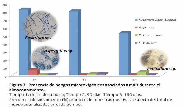 Máiz en Silos Bolsa: comportamiento de los hongos micotoxigénicos durante el almacenamiento - Image 4