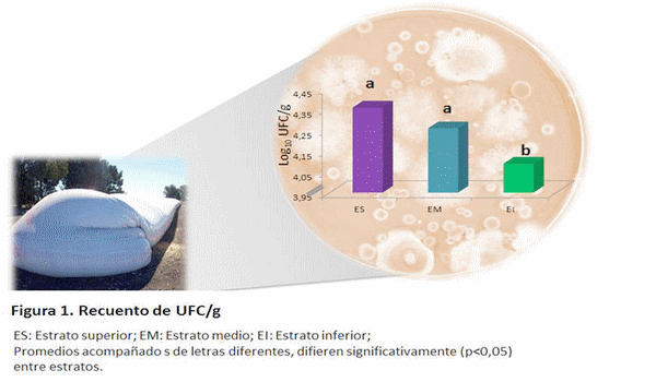 Máiz en Silos Bolsa: comportamiento de los hongos micotoxigénicos durante el almacenamiento - Image 2
