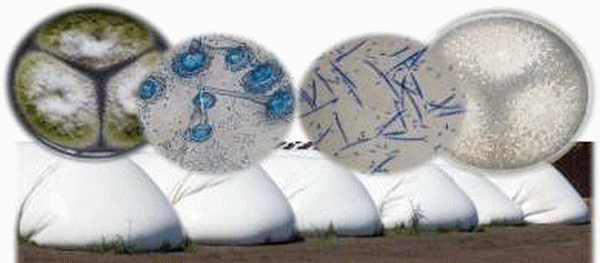 Máiz en Silos Bolsa: comportamiento de los hongos micotoxigénicos durante el almacenamiento - Image 5