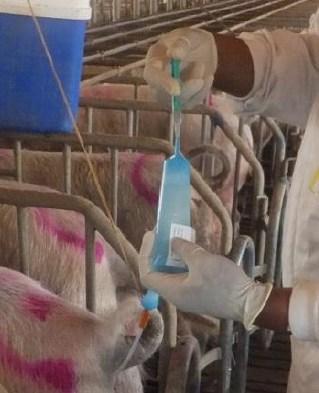 Estimulantes espermáticos en la inseminación artificial porcina - Image 1