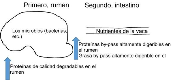 El uso de ingredientes de calidad extruidos en seco con alta fricción en las formulaciones lecheras durante las cambiantes condiciones de los mercados en América Latina - Image 2