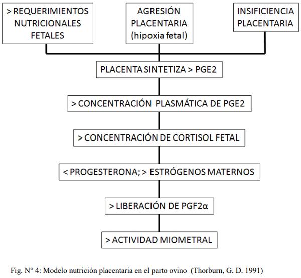 Obstetricia y neonatología bovina: II. Endocrinología del parto - Image 2