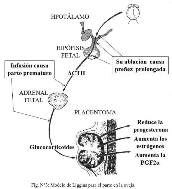 Obstetricia y neonatología bovina: II. Endocrinología del parto - Image 1