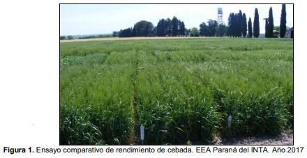 La Cebada superó los 4000 kg en Paraná. Evaluación de cultivares 2017 - Image 1