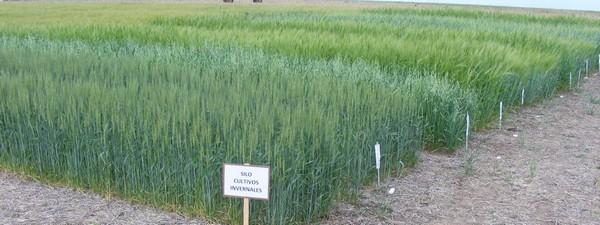 Producción invernal de reservas forrajeras: cebada, trigo, avena y colza - Image 2